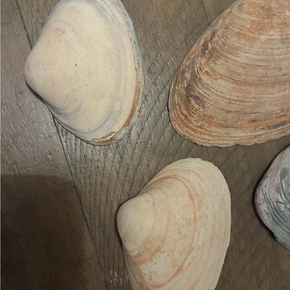Assorted Seashell Collection - Picture 7 of 16